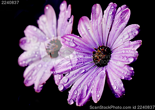 Image of Oxeye daisy on black