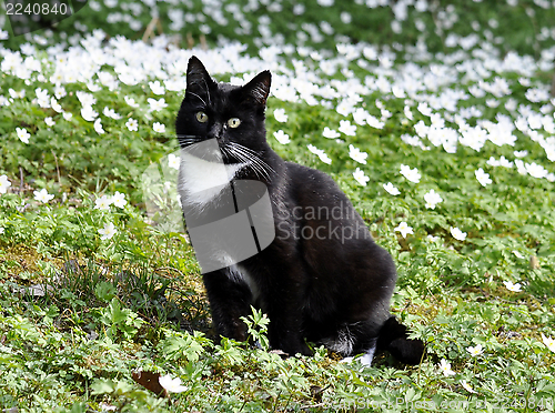 Image of Cat outdoor