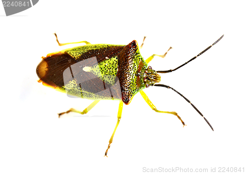 Image of Bug