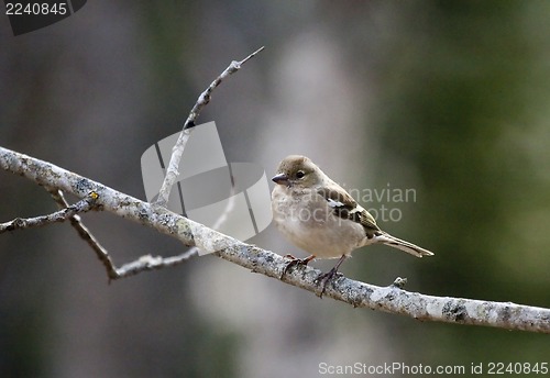 Image of female chaffinch