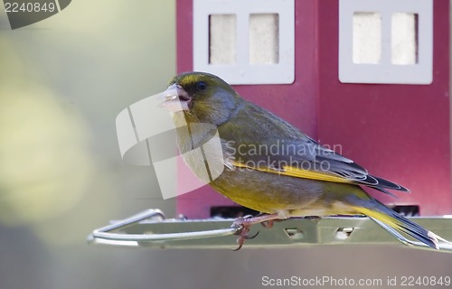 Image of greenfinch