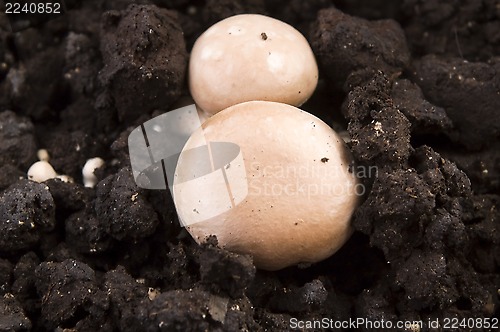 Image of growing mushrooms