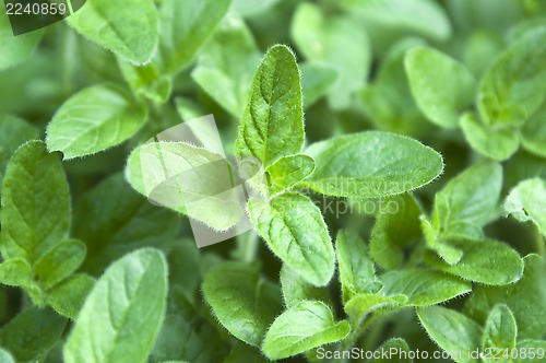 Image of Growing mint leaves