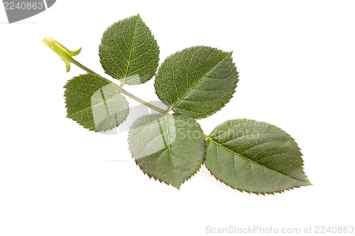 Image of rose leaf 