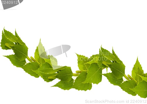 Image of Birch branch on a white background