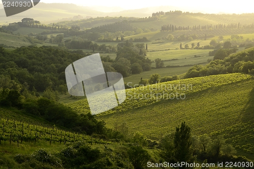 Image of Chianti vineyard