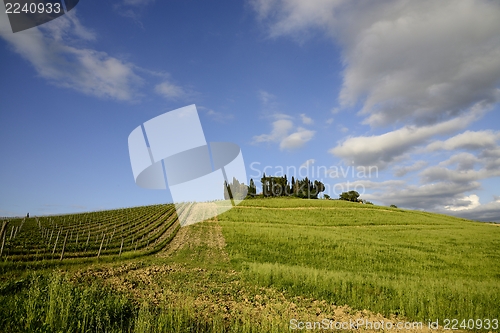 Image of Vineyards