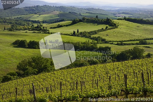 Image of Chianti