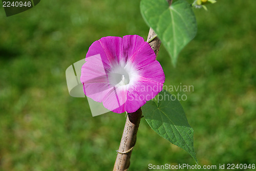 Image of Single deep pink morning glory flower (Ipomoea purpurea)