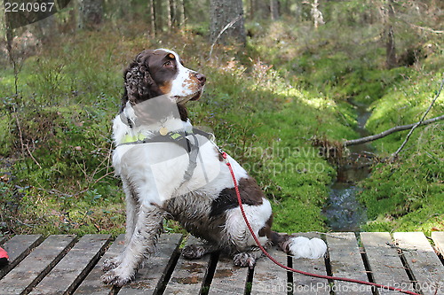 Image of springer spaniel