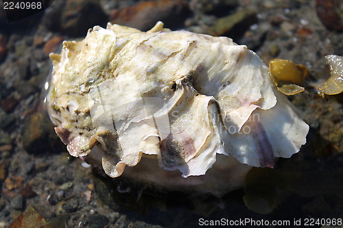 Image of oyster