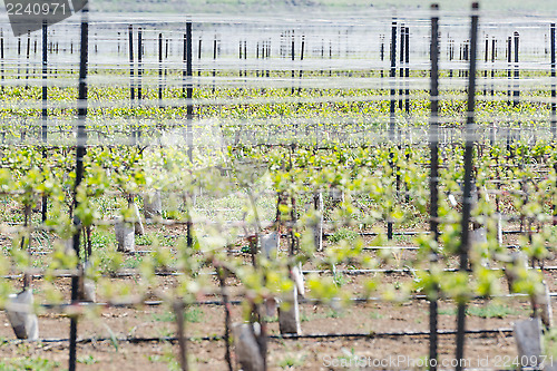 Image of Close up green vineyard sprouts