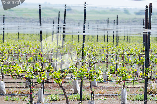 Image of Spring seedlings of vineyard