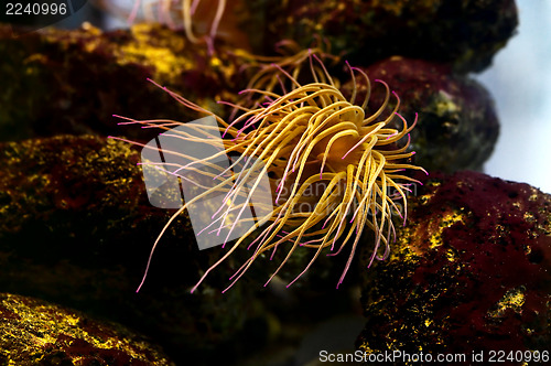 Image of Sea anemone