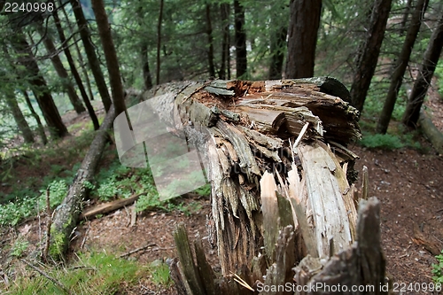 Image of Fallen tree