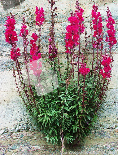 Image of Flowers on the wall