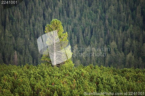 Image of Tree