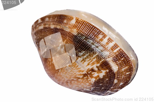 Image of Shell