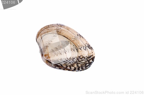 Image of Shell