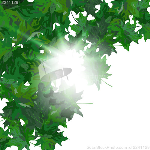 Image of Maple leaves