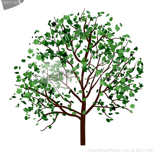Image of Summer tree