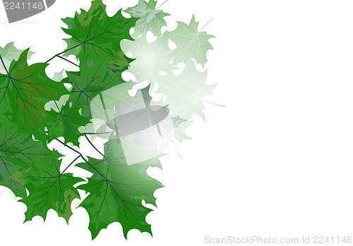 Image of Maple leaves