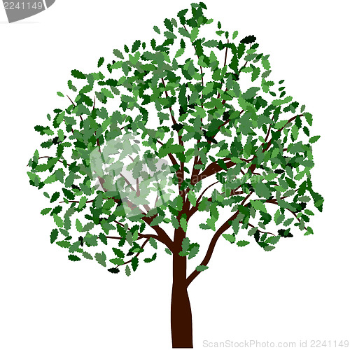 Image of Summer tree