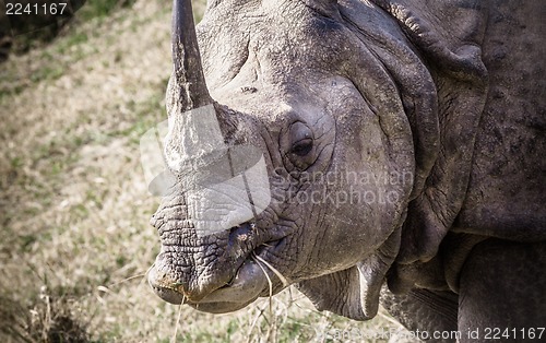 Image of Indian one horned rhinoceros at Royal Chitwan national park in Nepal