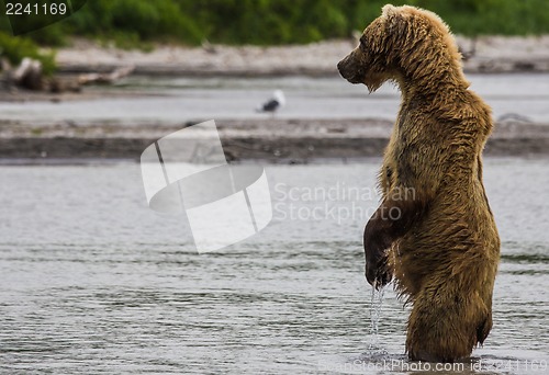 Image of The brown bear fishes