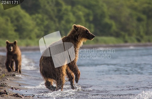 Image of The brown bear fishes