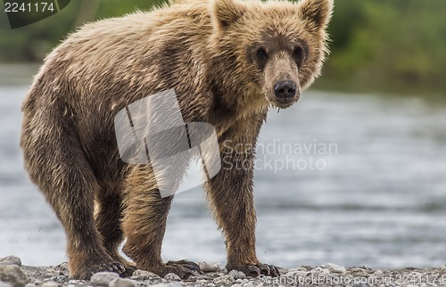 Image of bear cub