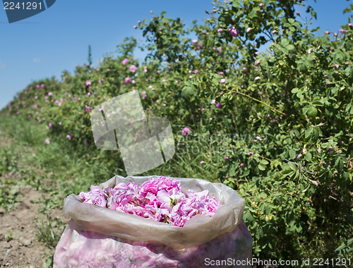 Image of Plantation crops roses