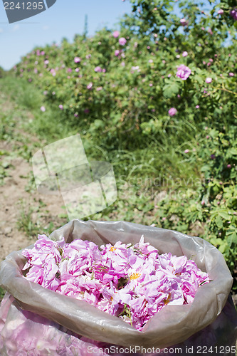 Image of Plantation crops roses
