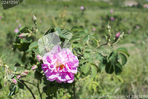 Image of Plantation crops roses