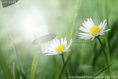 Image of Spring flowers daisies