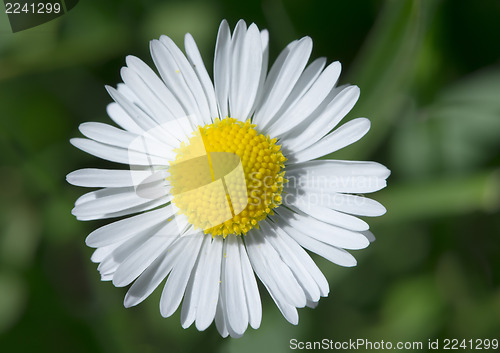 Image of Spring flower daisies