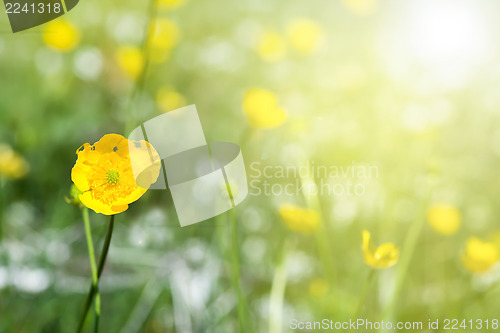 Image of Yellow spring flowers