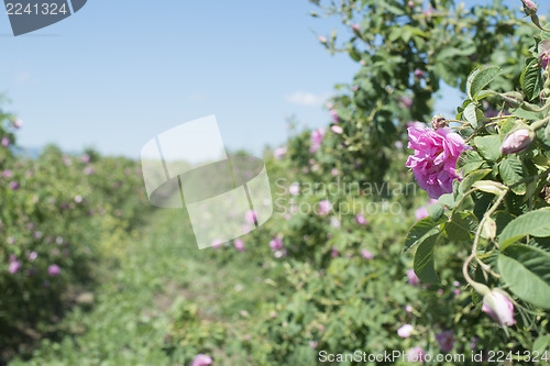 Image of Plantation crops roses