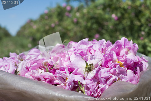 Image of Plantation crops roses