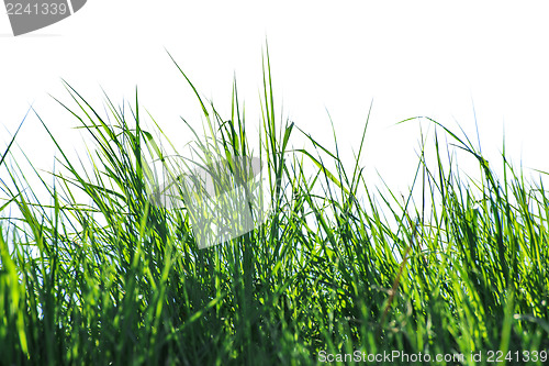 Image of Isolated grass