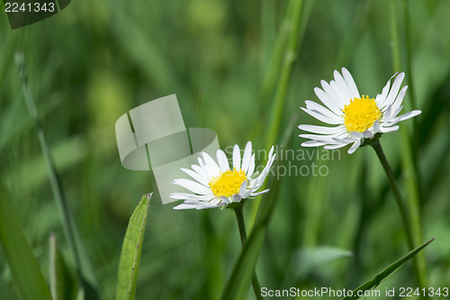 Image of Spring flowers daisies