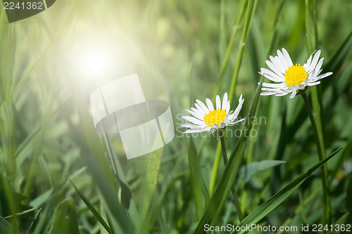 Image of Spring flowers daisies