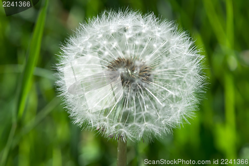 Image of Blooming dandelion