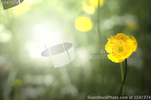 Image of Yellow spring flowers