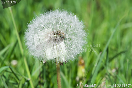 Image of Blooming dandelion