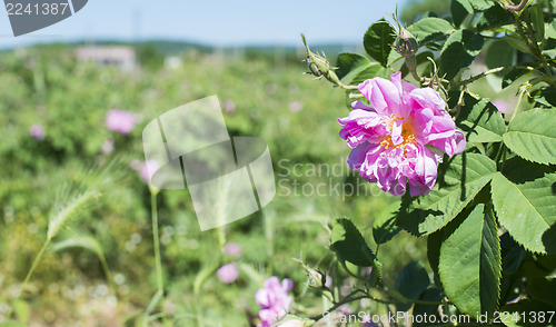 Image of Plantation crops roses