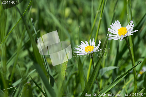 Image of Spring flowers daisies