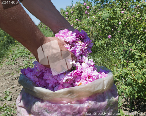 Image of Plantation crops roses