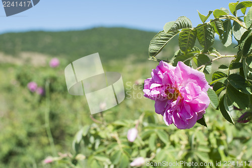 Image of Plantation crops roses