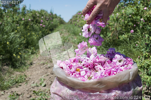 Image of Plantation crops roses